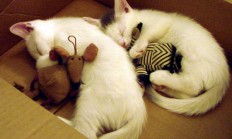 开云体育直播-F1新赛季揭幕战焦点战，玻利维亚压哨击败葡萄牙，赛场之外的国家德比