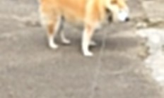 开云体育官方网站-绿茵场上的双重奏，京多安刷新纪录的孤勇，乌拉圭横扫冰岛的团队狂想曲